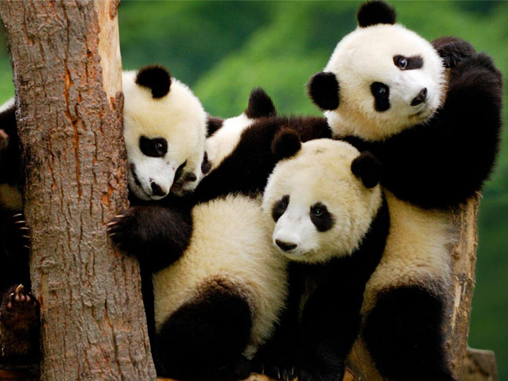 大熊猫.jpg