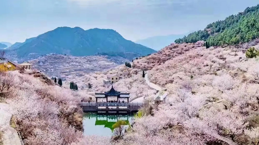 青岛崂山大崂樱桃谷.jpg