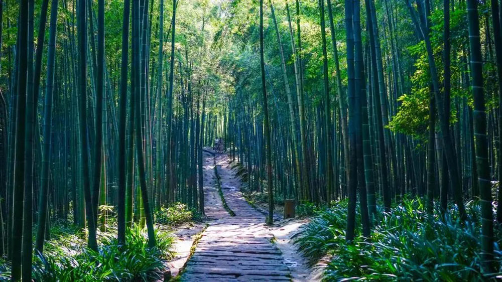 宜宾蜀南竹海风景区.jpg