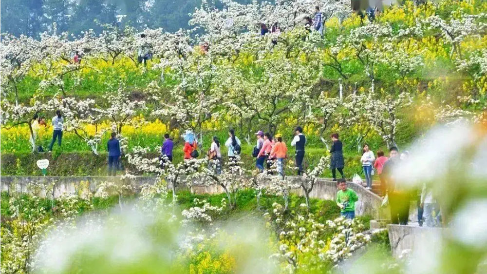 第十八届永新梨花节.jpg