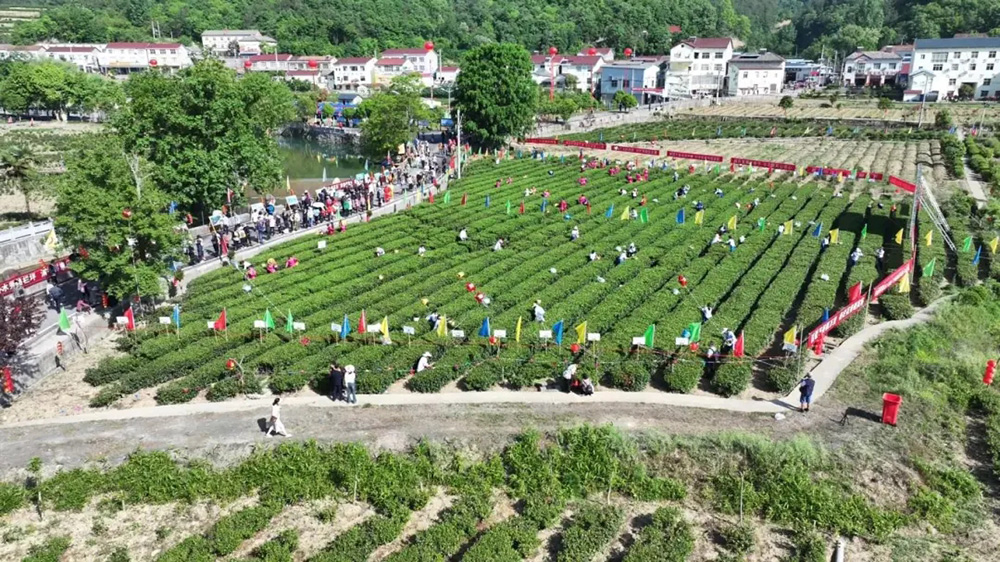 保康县第五届茶文化旅游节茶园体验.jpg