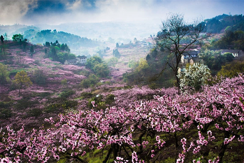 成都市龙泉驿区桃花村桃花.jpg