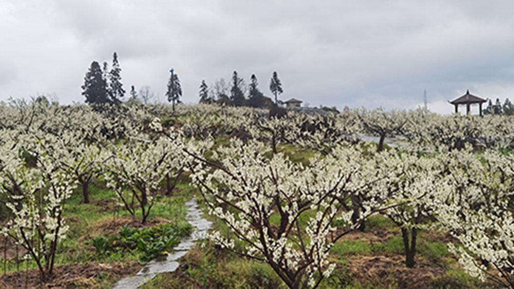 锦屏山李花.jpg