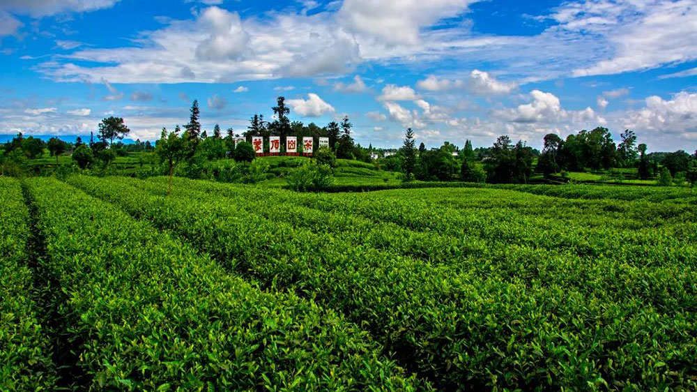 蒙顶山茶基地.jpg