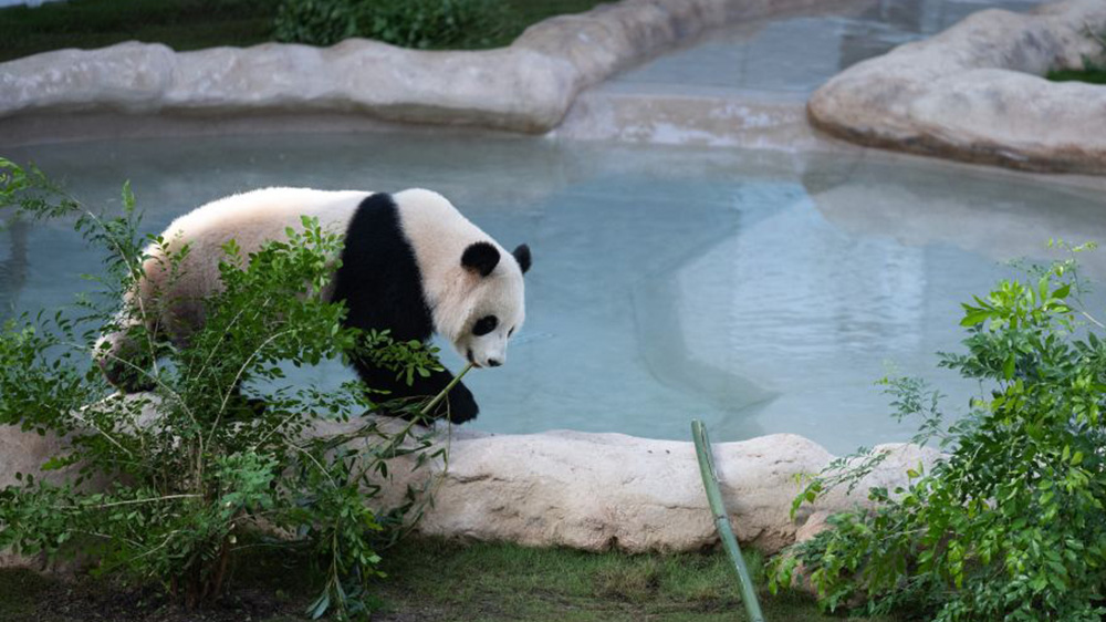 大熊猫“四海”.jpg